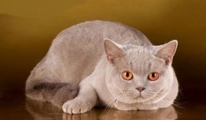 Фото лиловых британцев: взрослые лиловые британские коты и кошки     